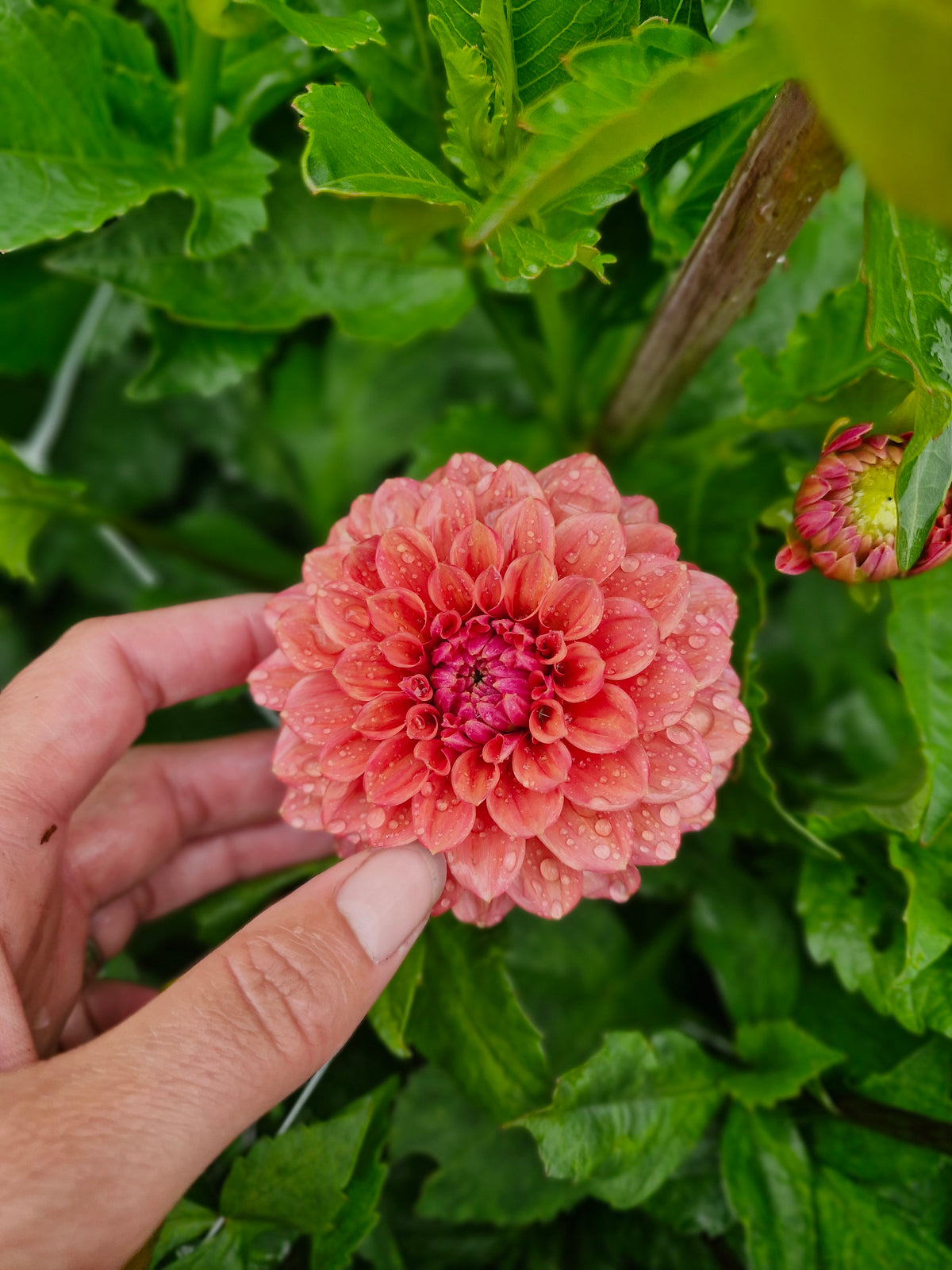 Ice Tea Dahlia