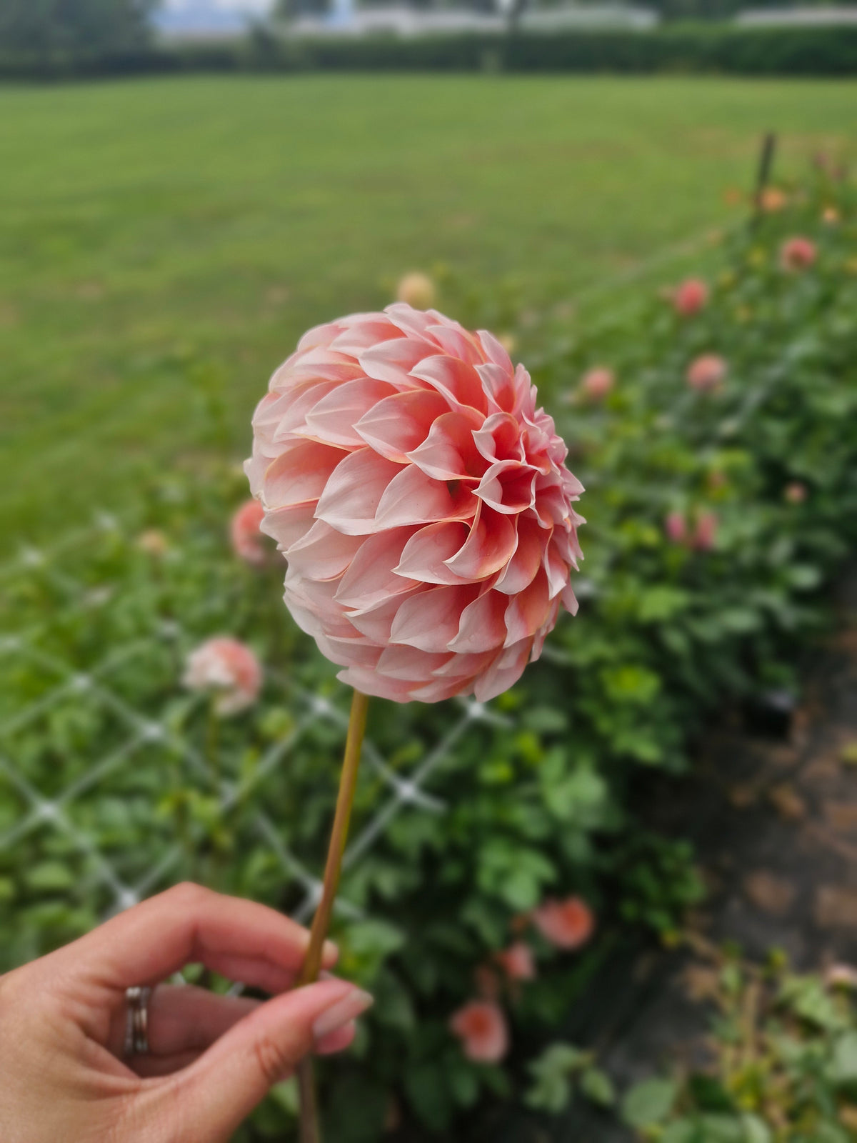 Peaches N Cream Dahlia