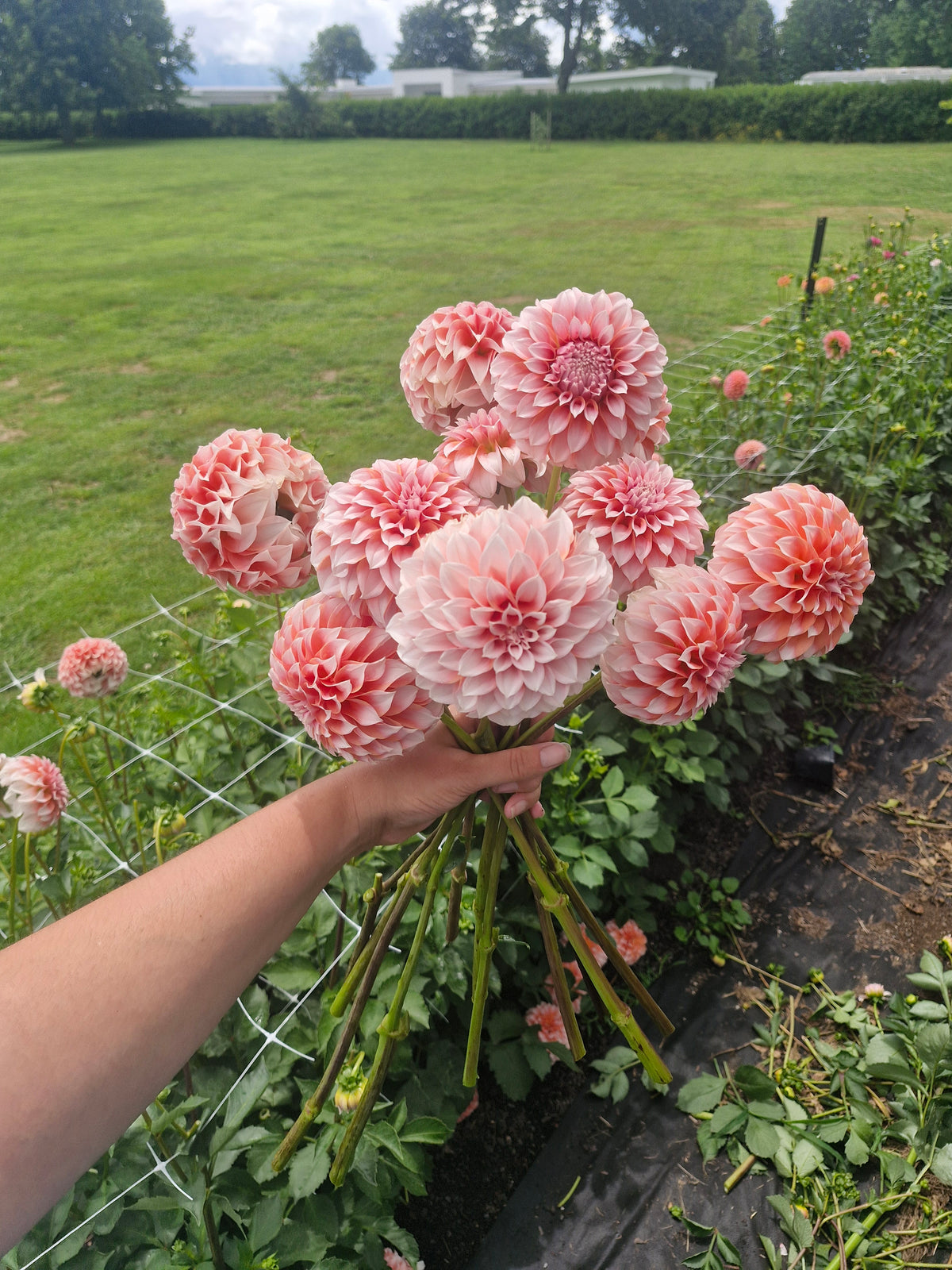 Peaches N Cream Dahlia