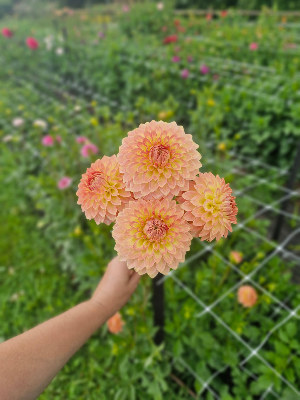 Joal Georgia Dahlia