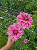 Bonesta Dahlia