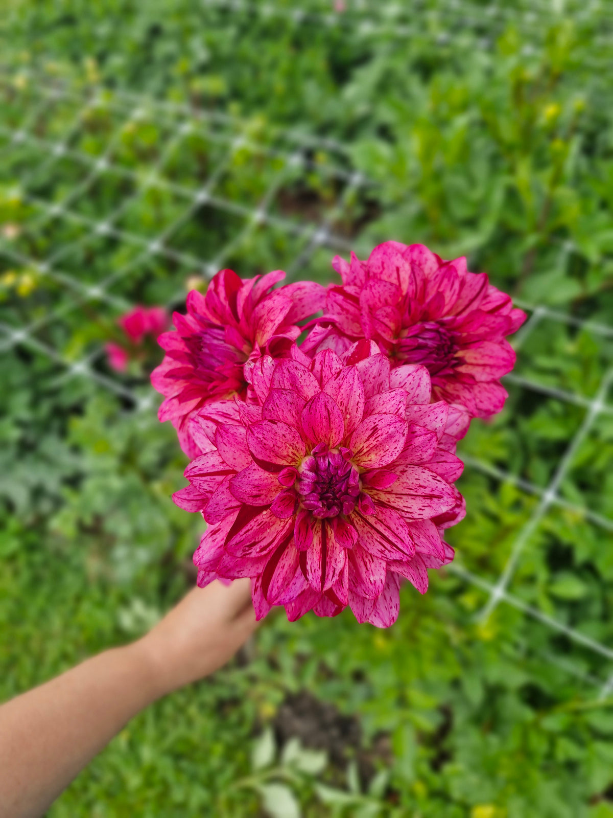Mingus Toni Dahlia