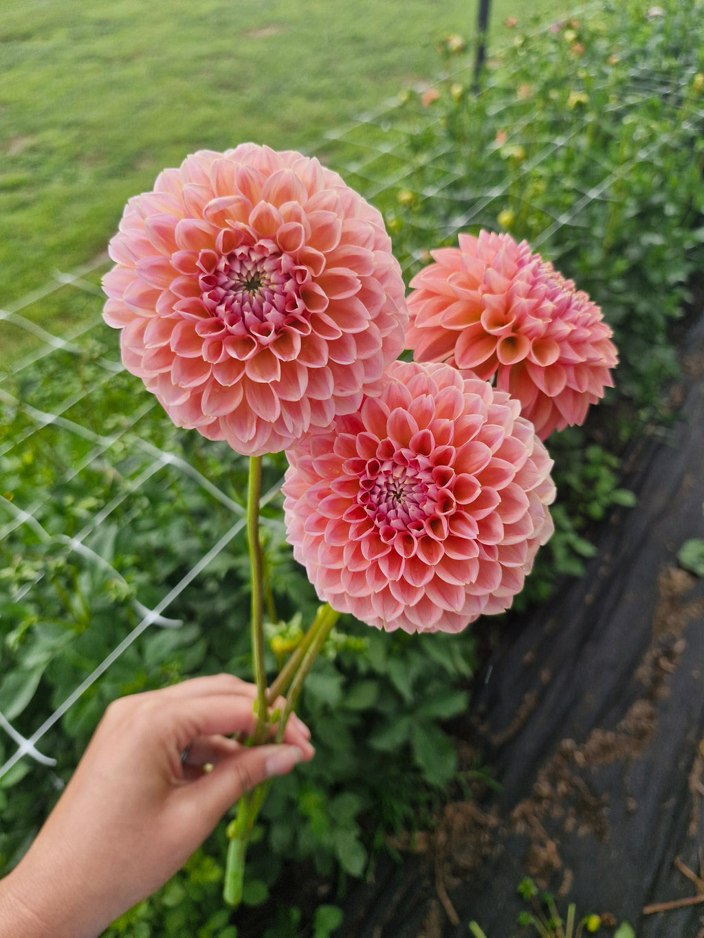 Nat G Dahlia