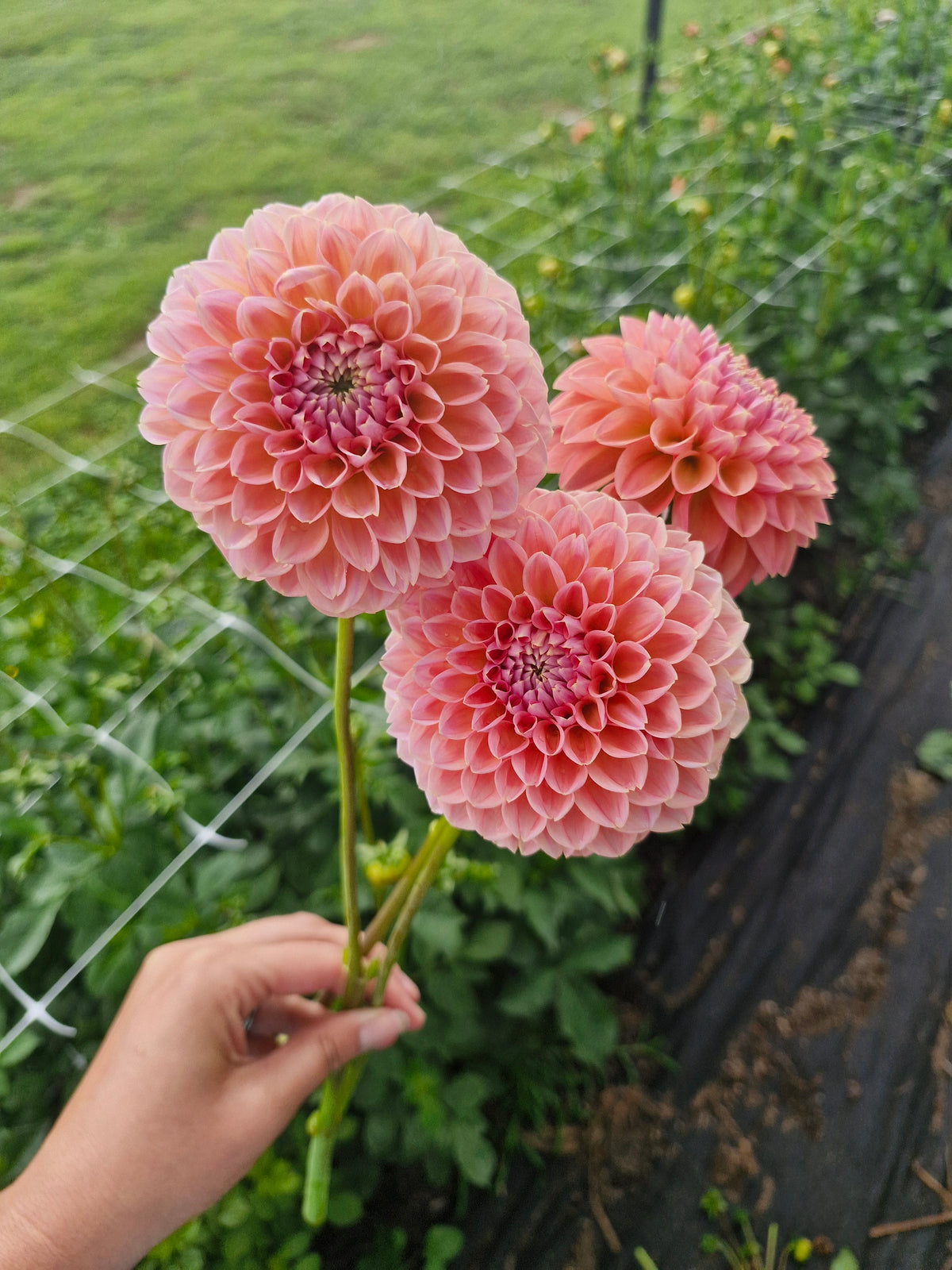 Nat G Dahlia