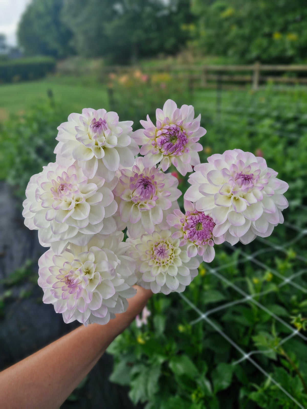 Eveline Dahlia