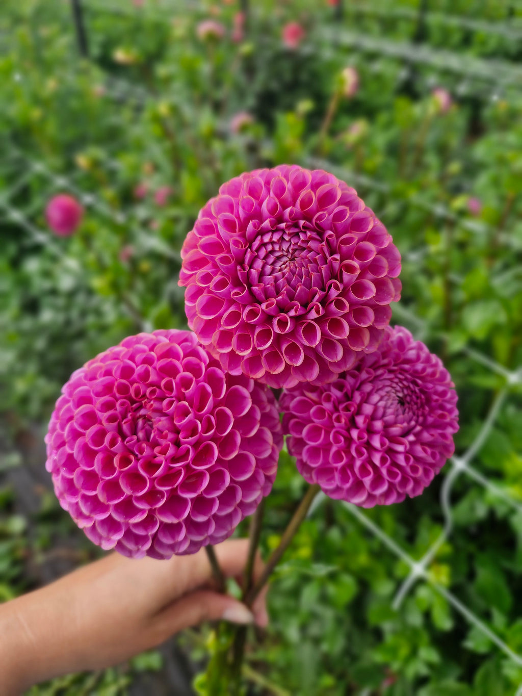 Isabel Dahlia