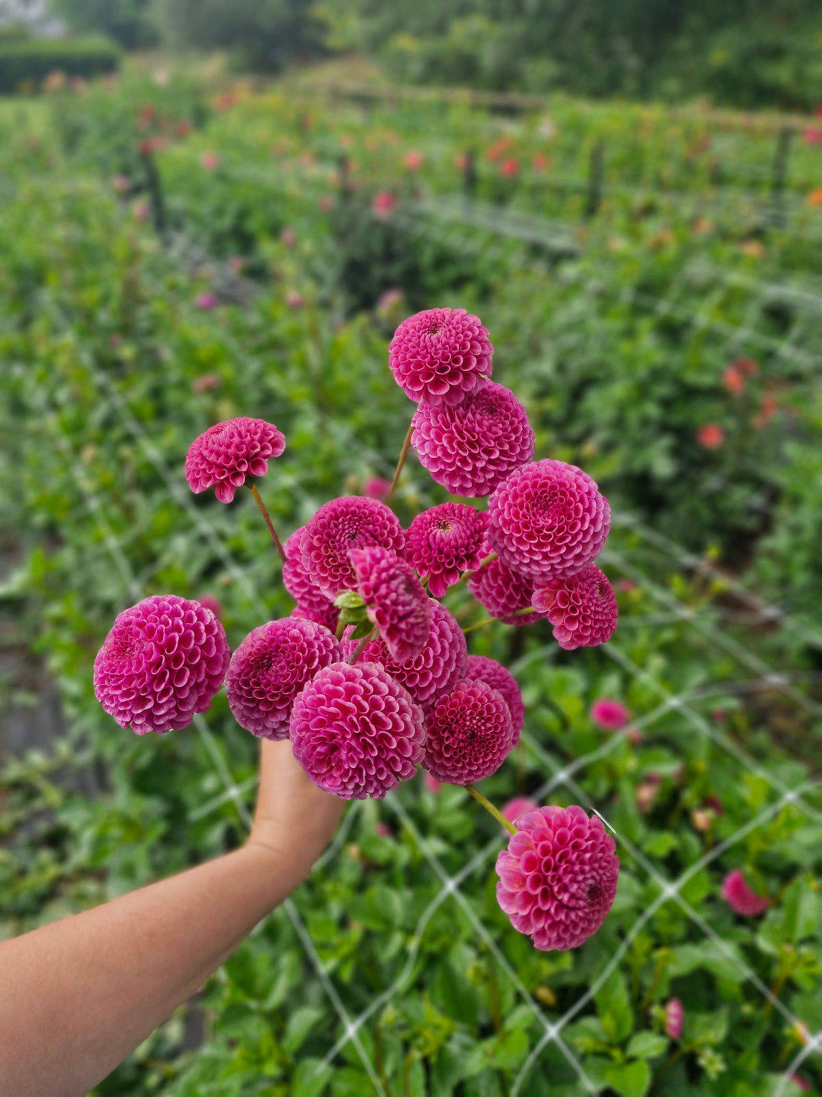 Koko Puff Dahlia