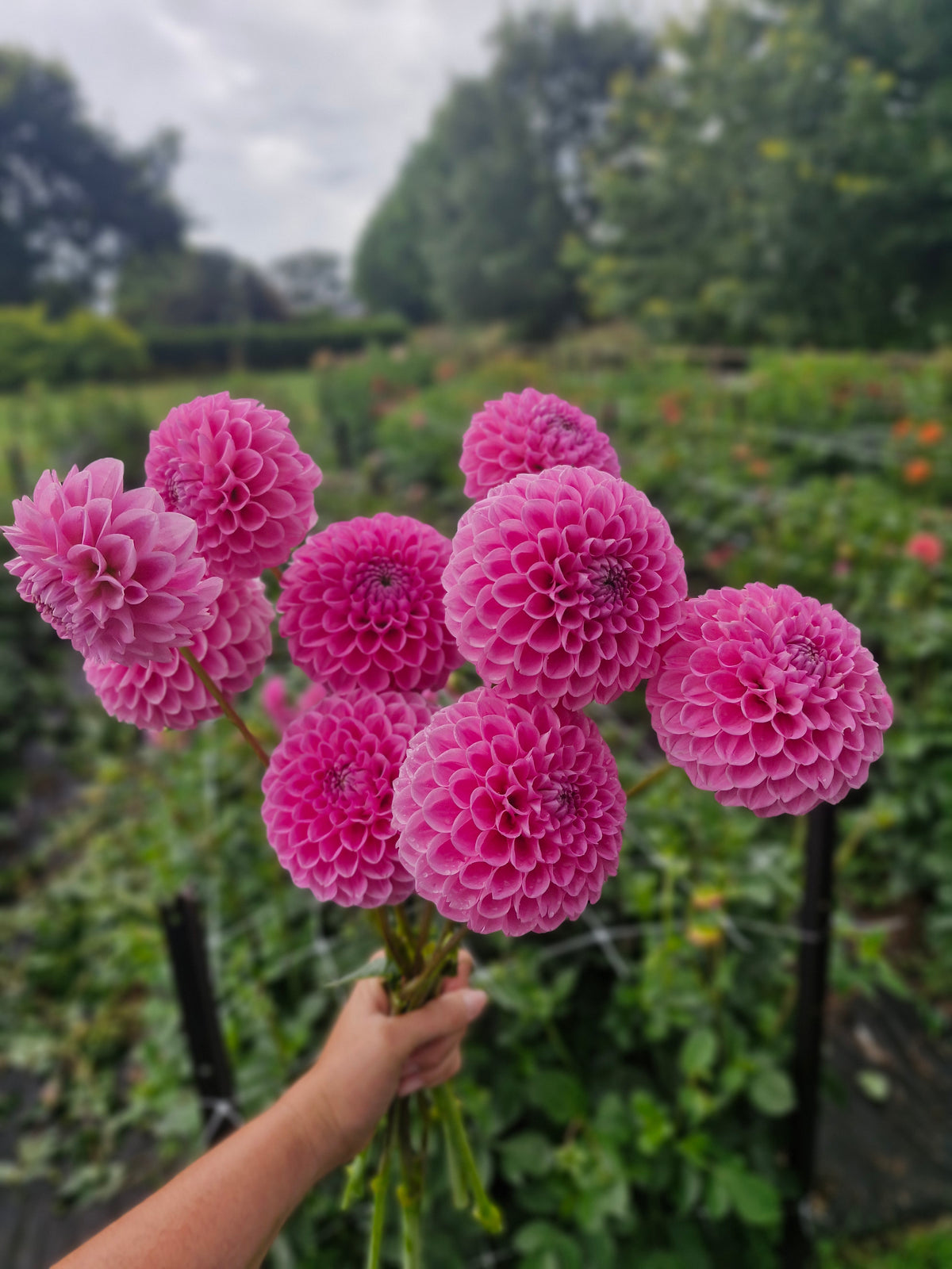 Sweet Fabienne Dahlia