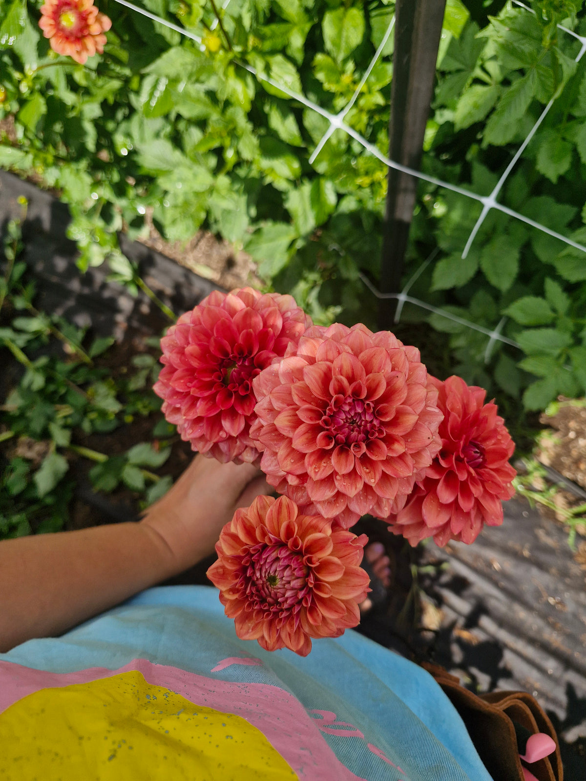 Ice Tea Dahlia