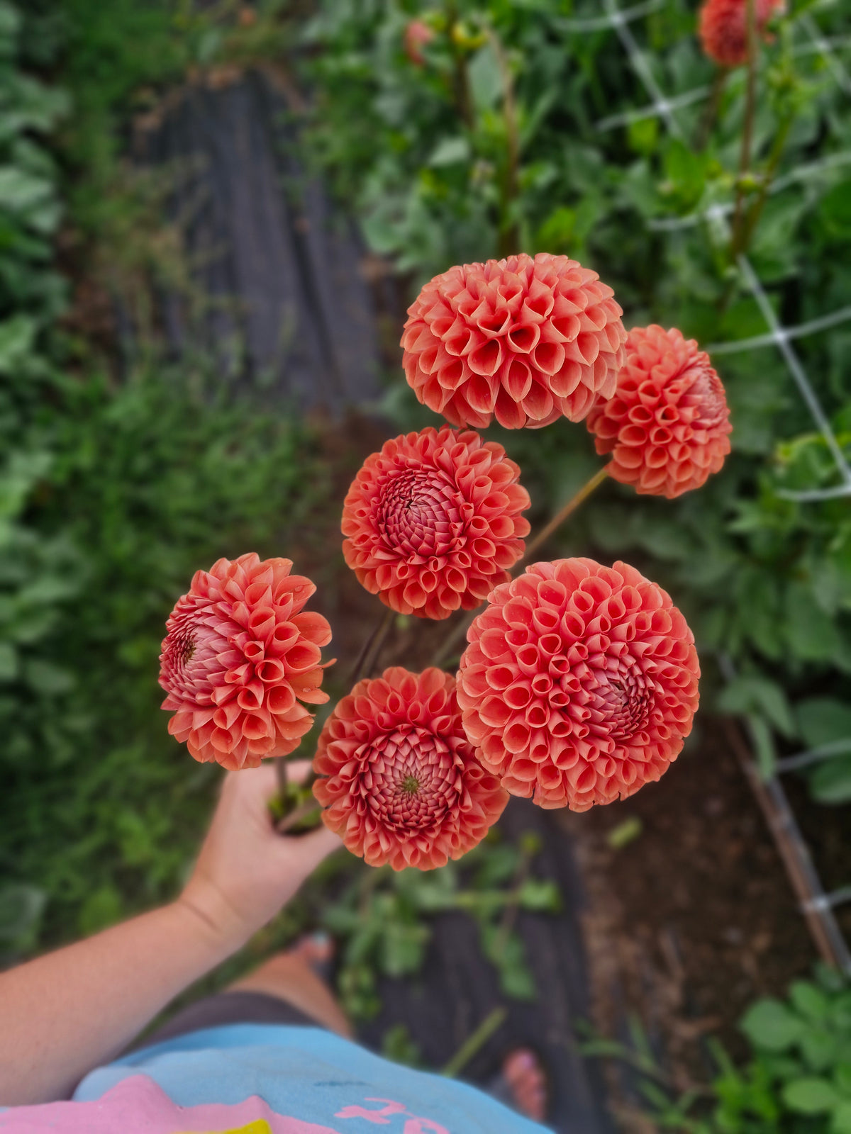 Cornel Bronze Dahlia