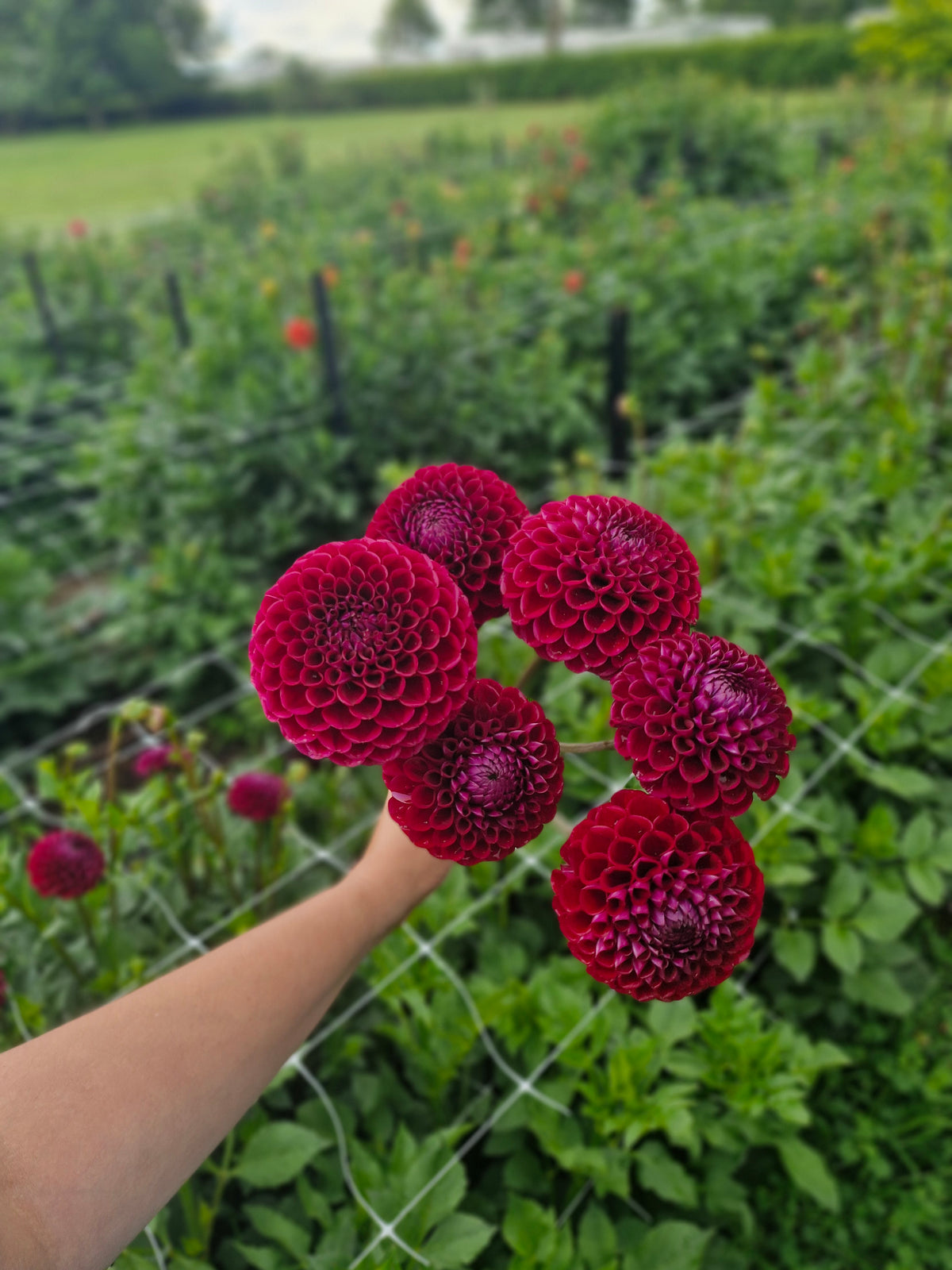 Ivanetti Dahlia