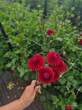 Copper Boy Dahlia