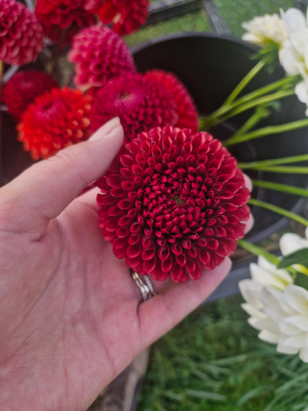 Copper Boy Dahlia