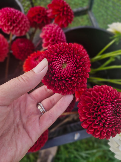 Copper Boy Dahlia