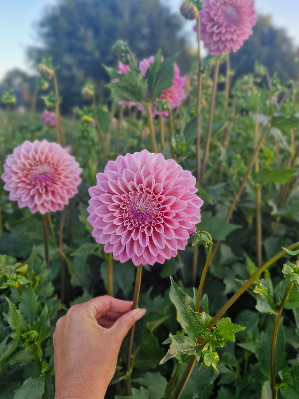 Coralie Dahlia