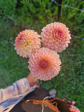 Joal Georgia Dahlia