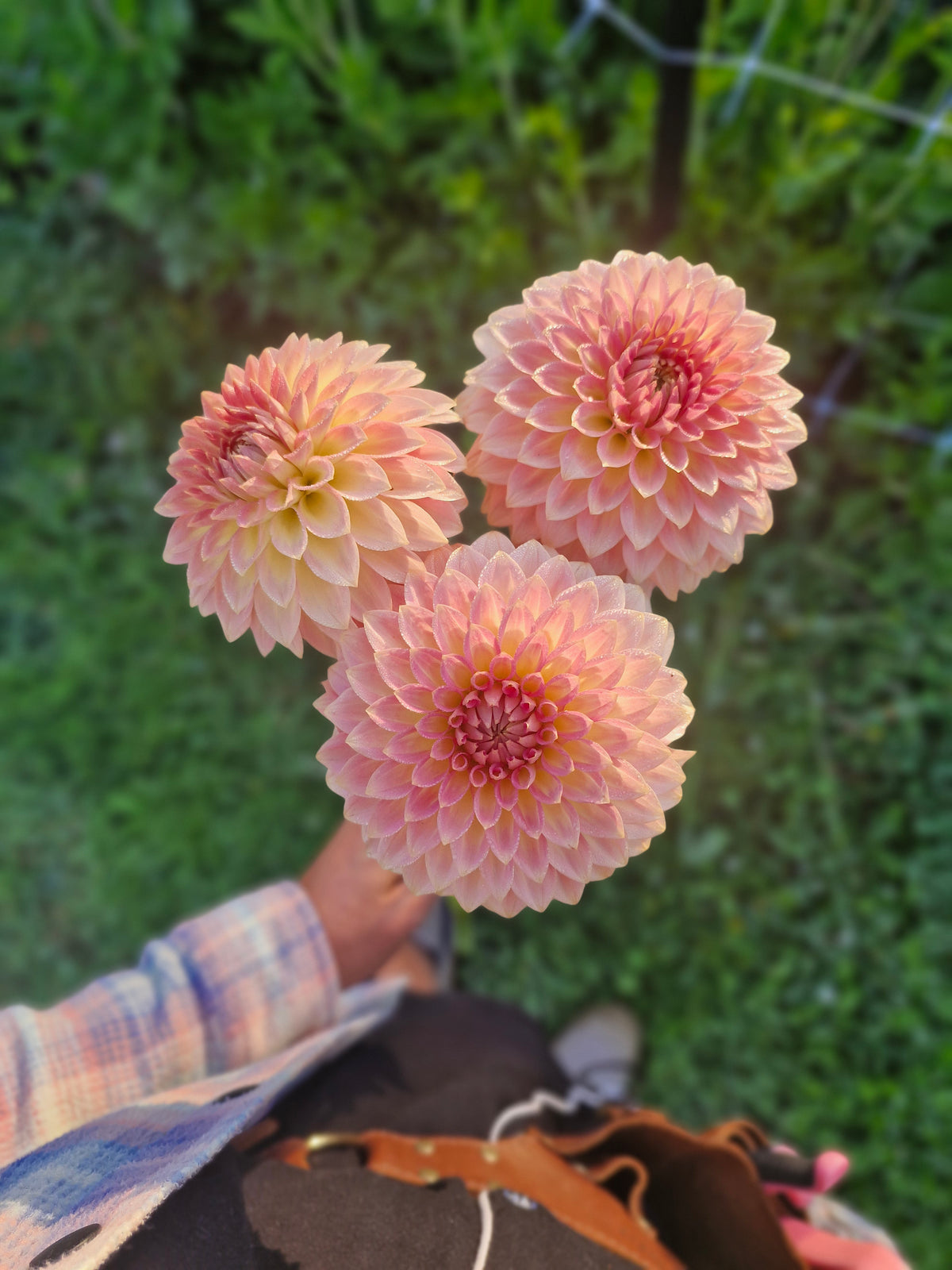 Joal Georgia Dahlia