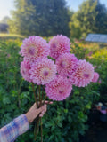 Coralie Dahlia