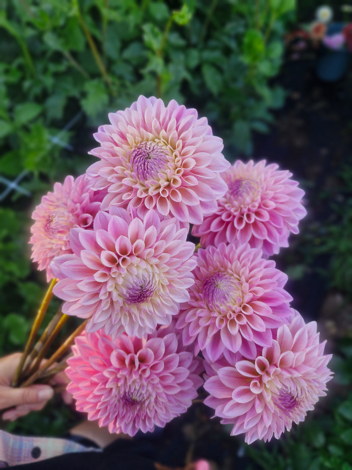 Coralie Dahlia