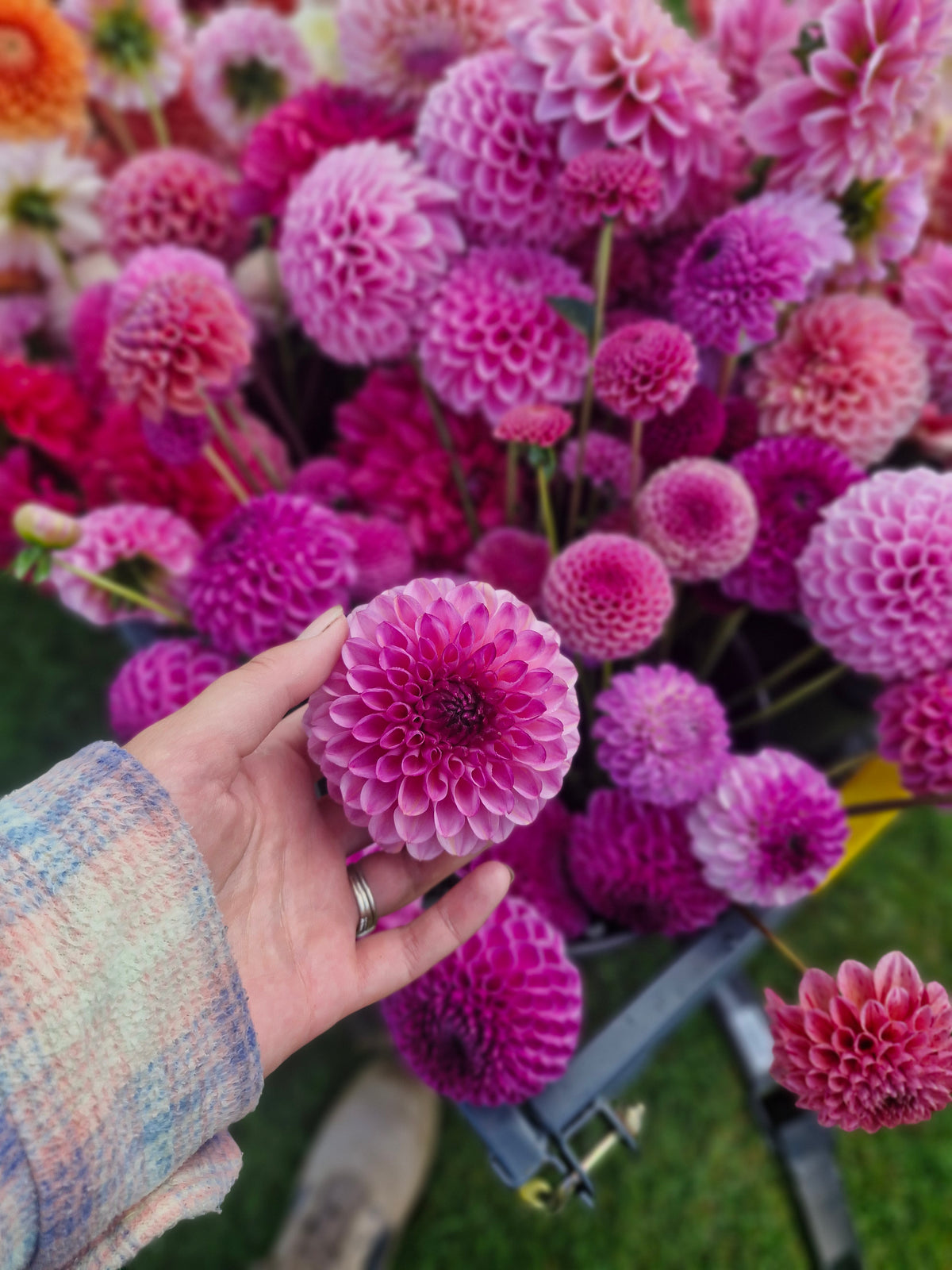 Jowey Veronique Dahlia