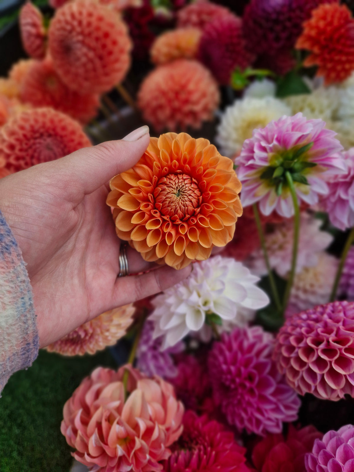 Maarn Dahlia
