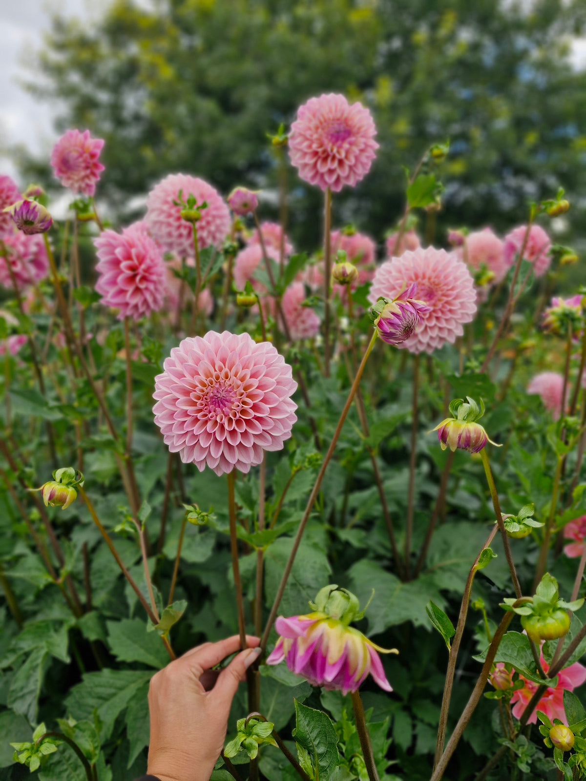 Coralie Dahlia