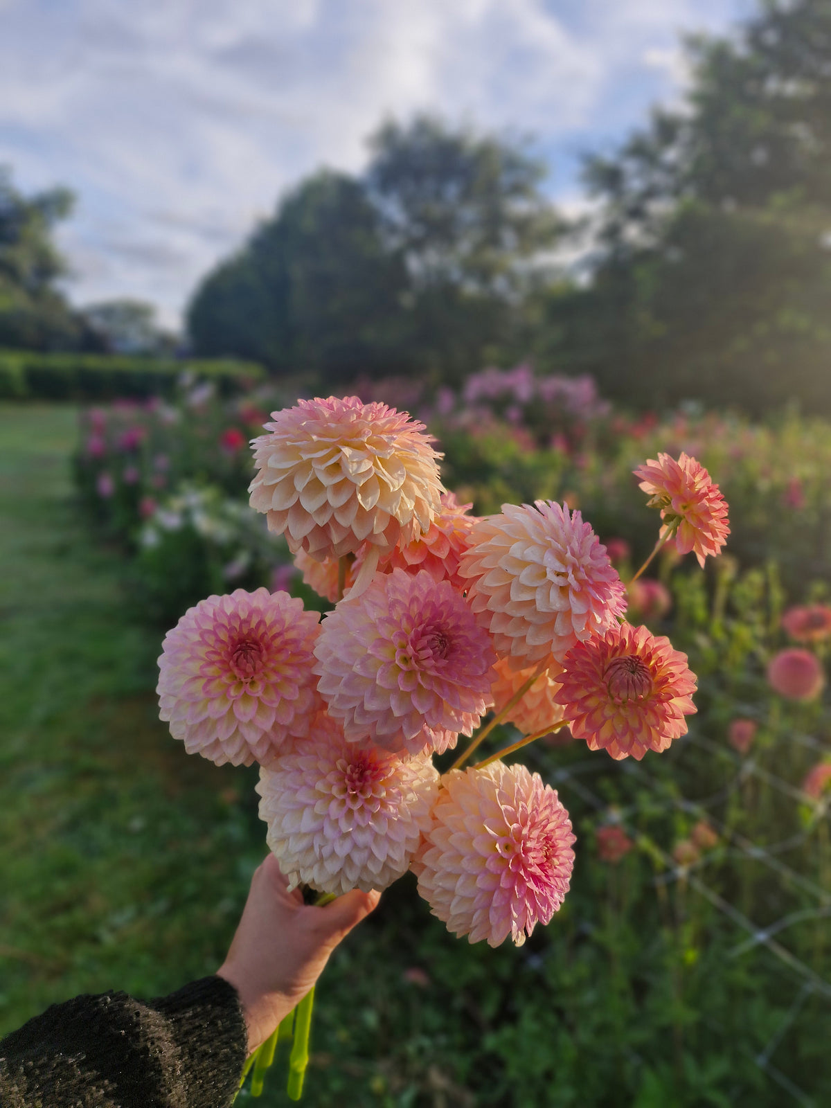 Joal Georgia Dahlia