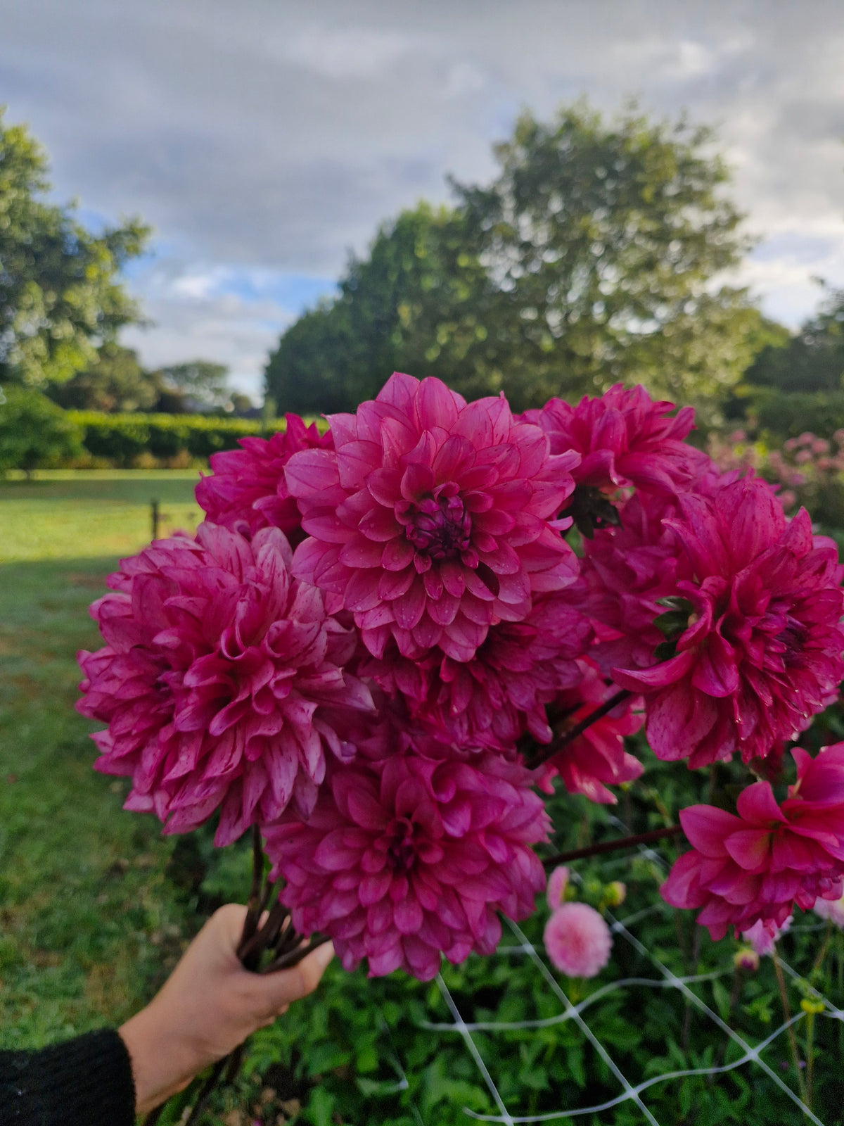 Mingus Toni Dahlia