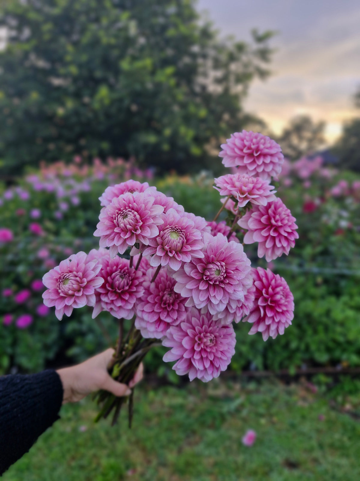 Strawberry & Cream Dahlia