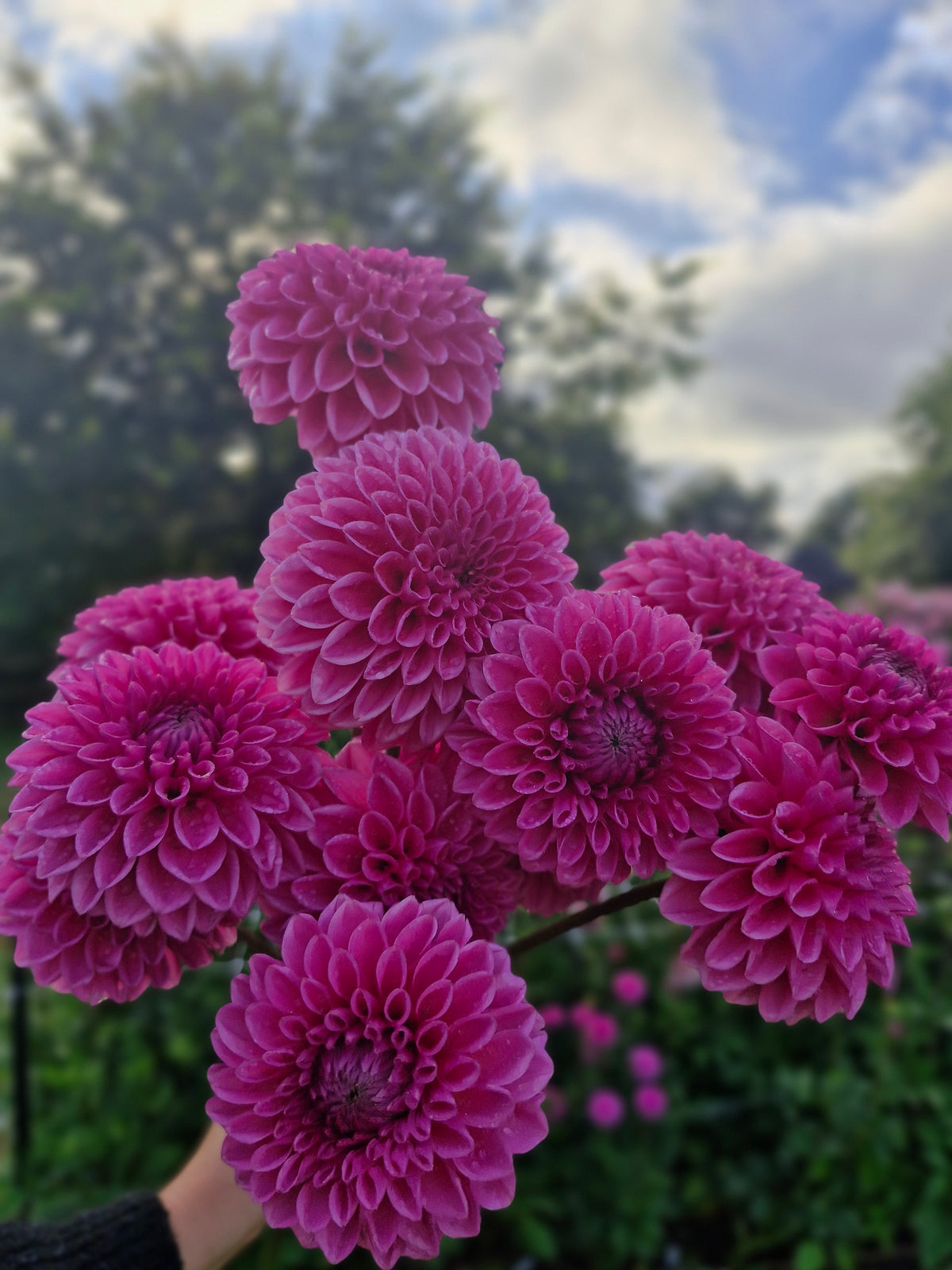 Sandra Dahlia