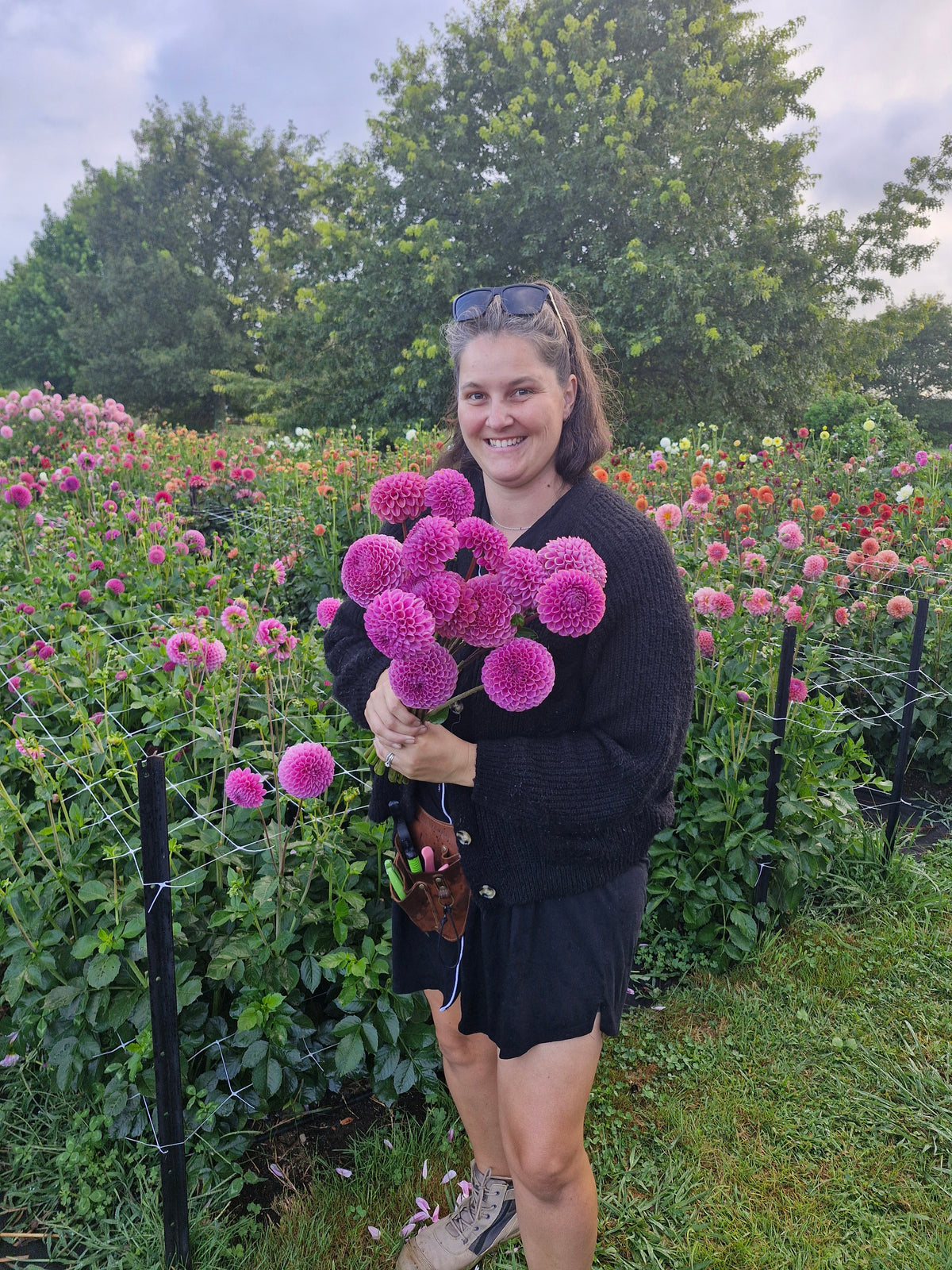 Isabel Dahlia