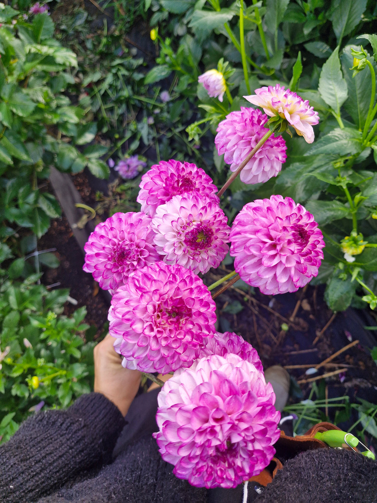 Genova Dahlia