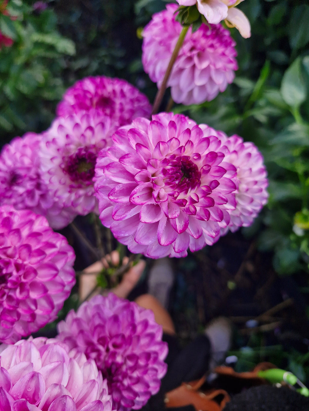 Genova Dahlia