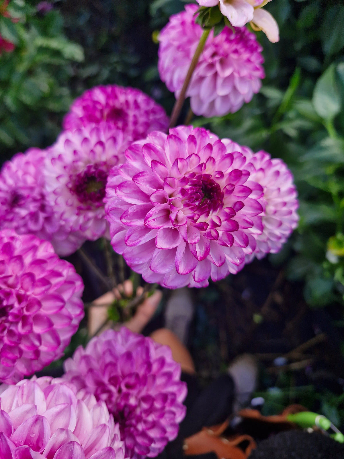 Genova Dahlia