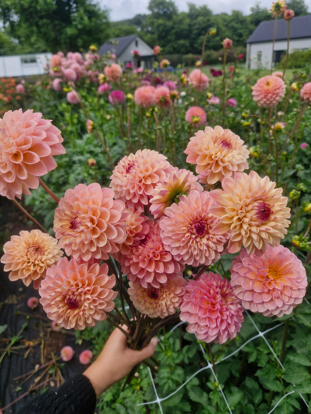 Wine Eyed Jill Dahlia