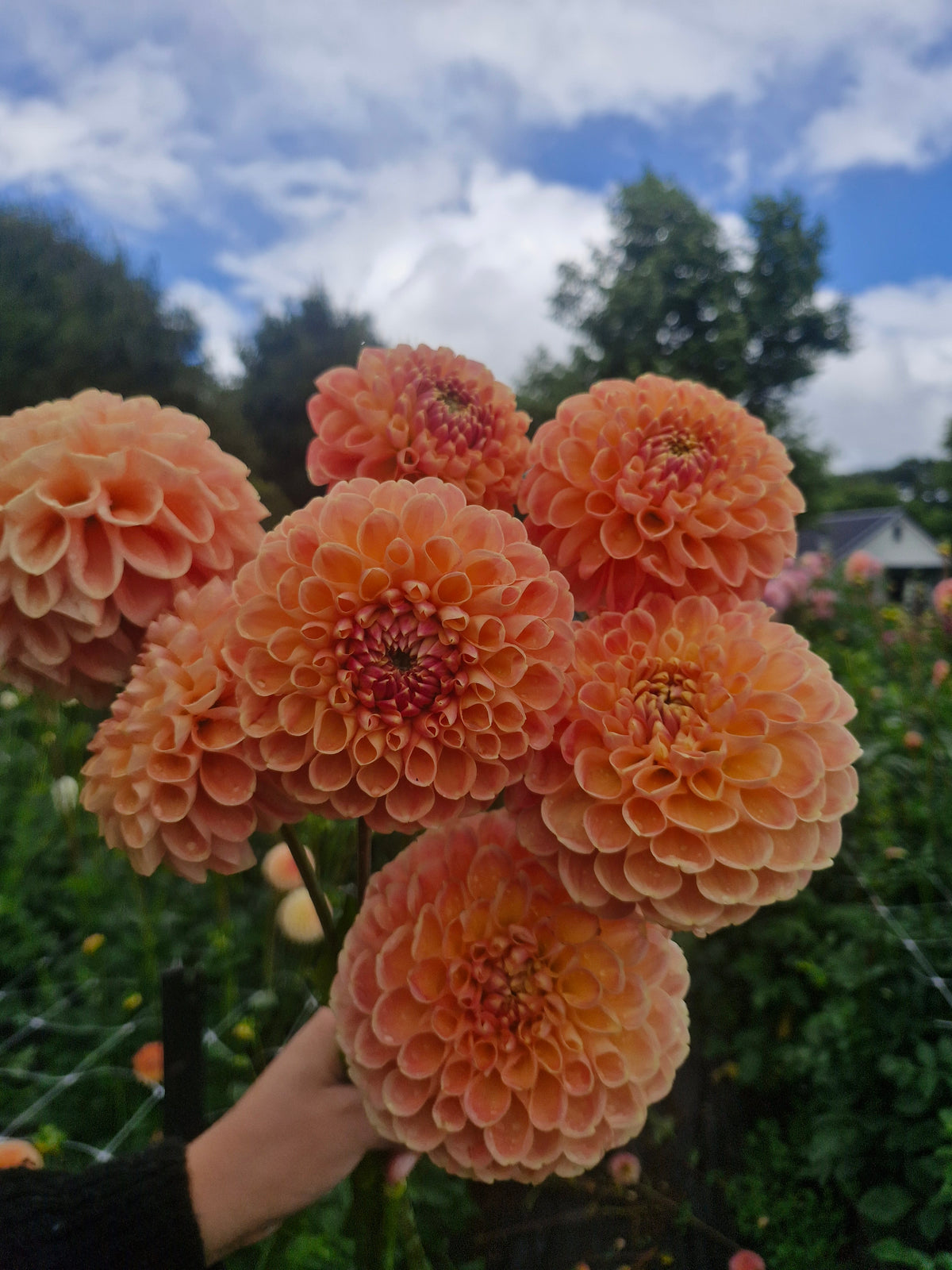Chrichton Honey Dahlia