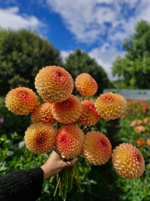 Blyton Softer Gleam Dahlia