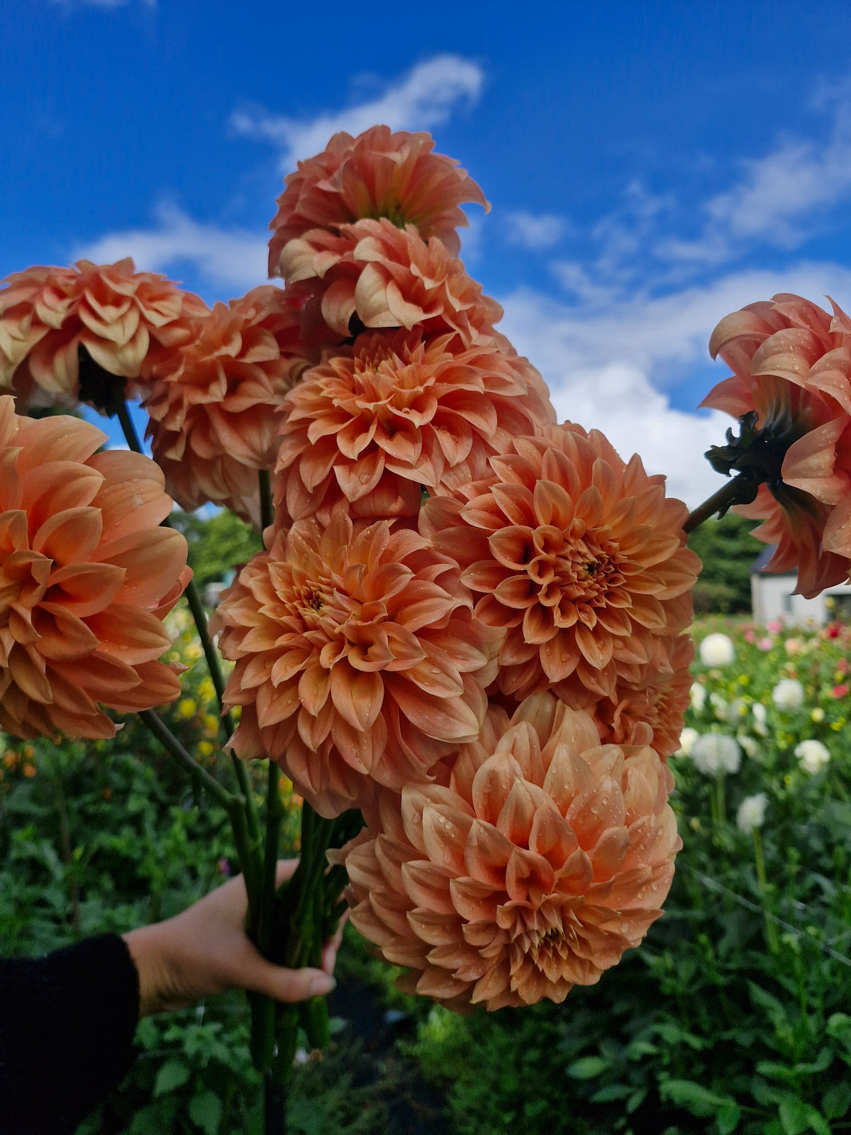 Bracken Palomino Dahlia