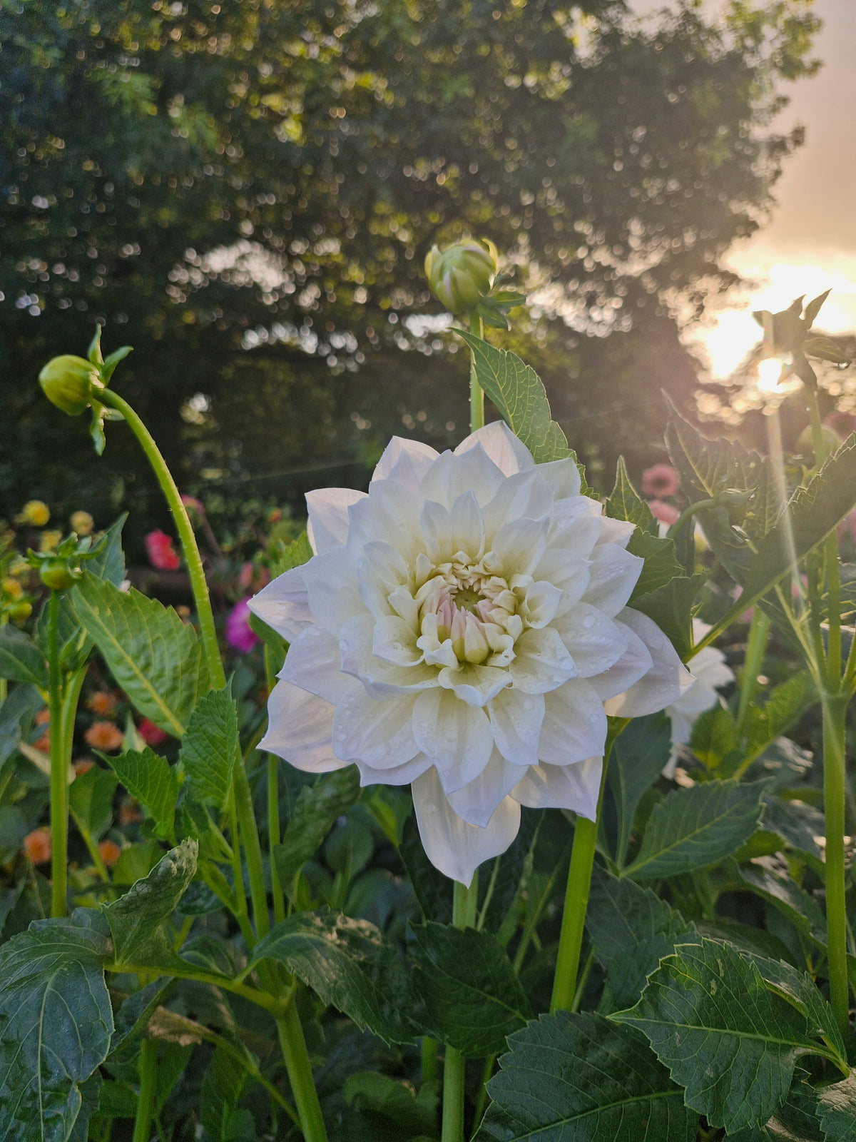 Fleurel Dahlia
