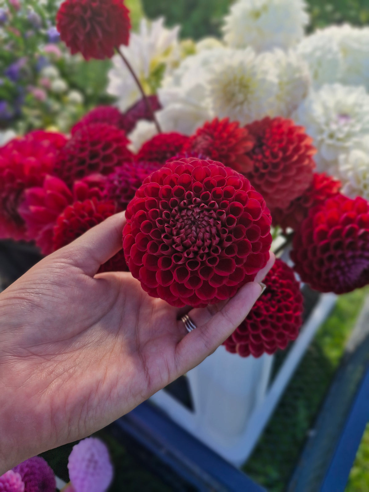 Ken's Choice Dahlia