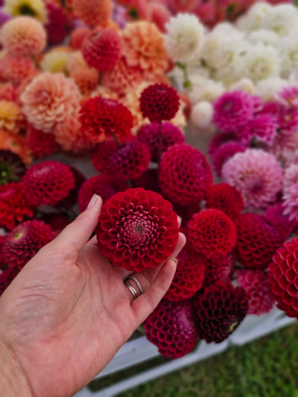 Ball Bundle - Dahlias