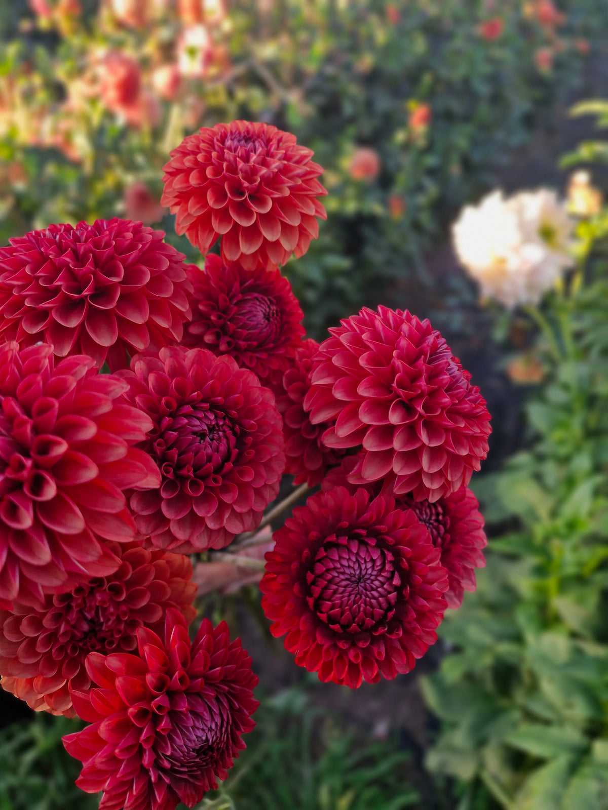 Brown Sugar Dahlia