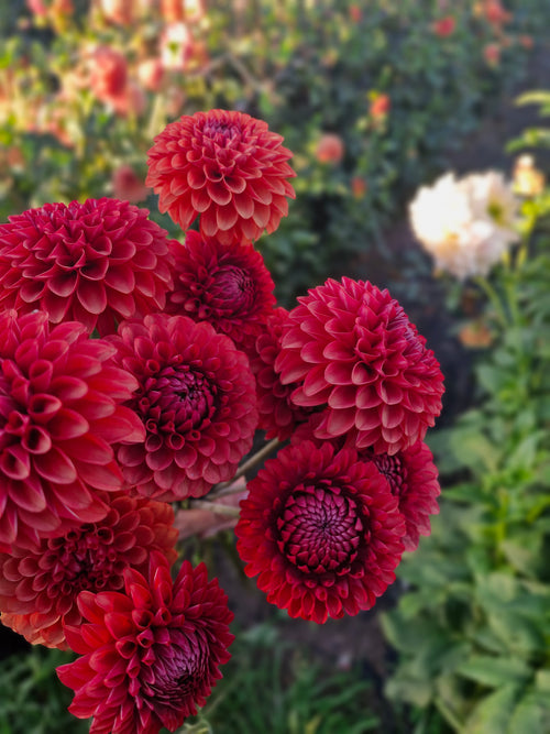 Brown Sugar Dahlia