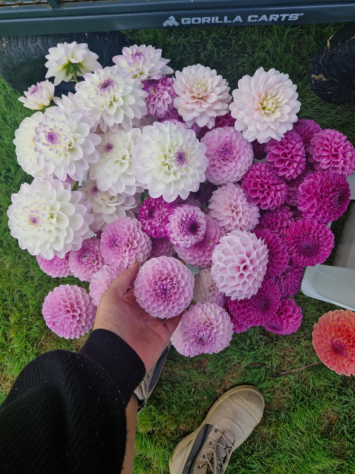 Megan Dean Dahlia