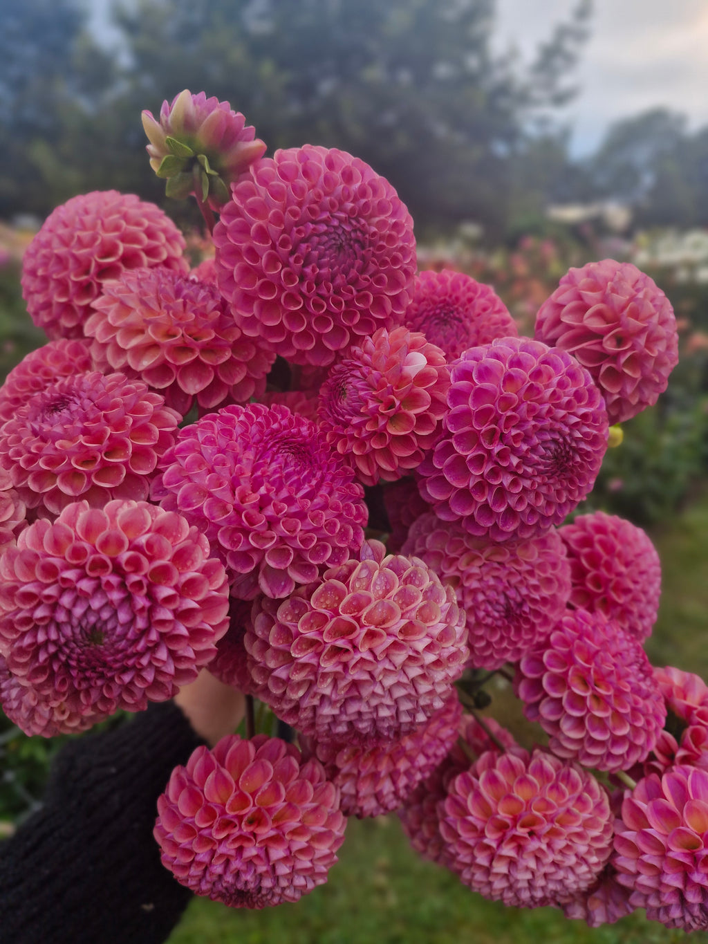 Caitlins Joy Dahlia