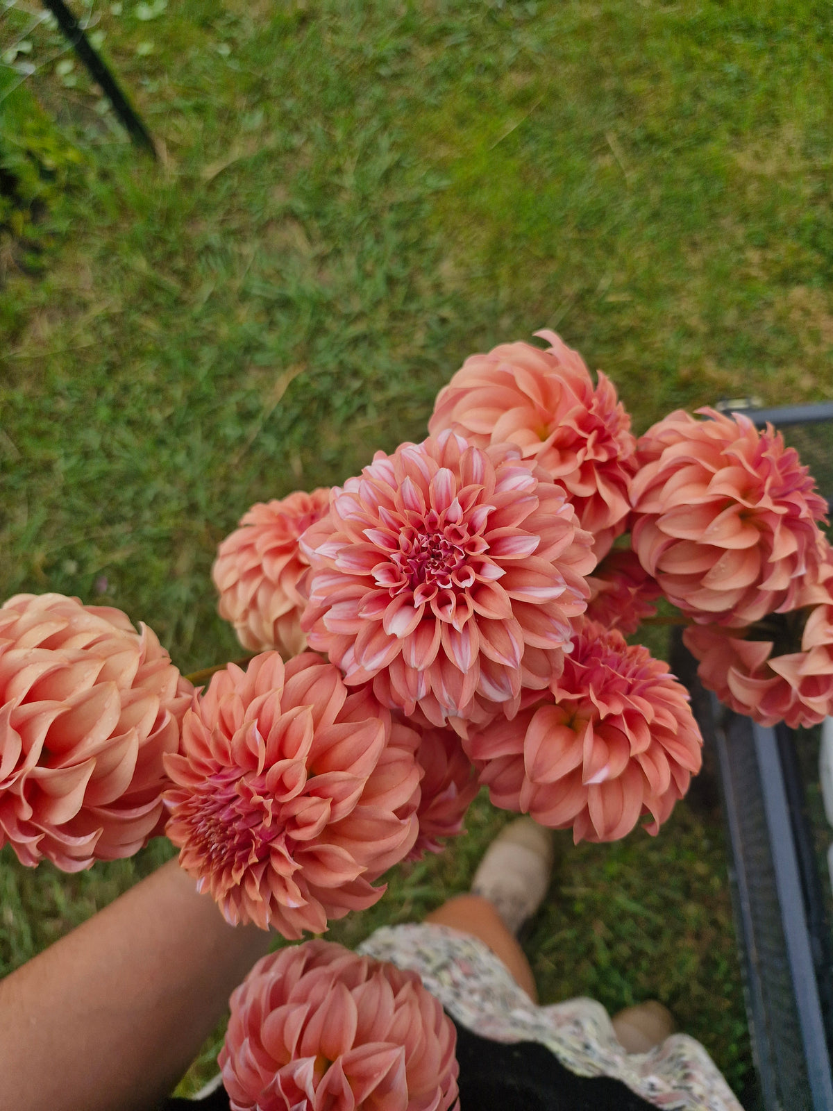 Orange Peaches N Cream Dahlia