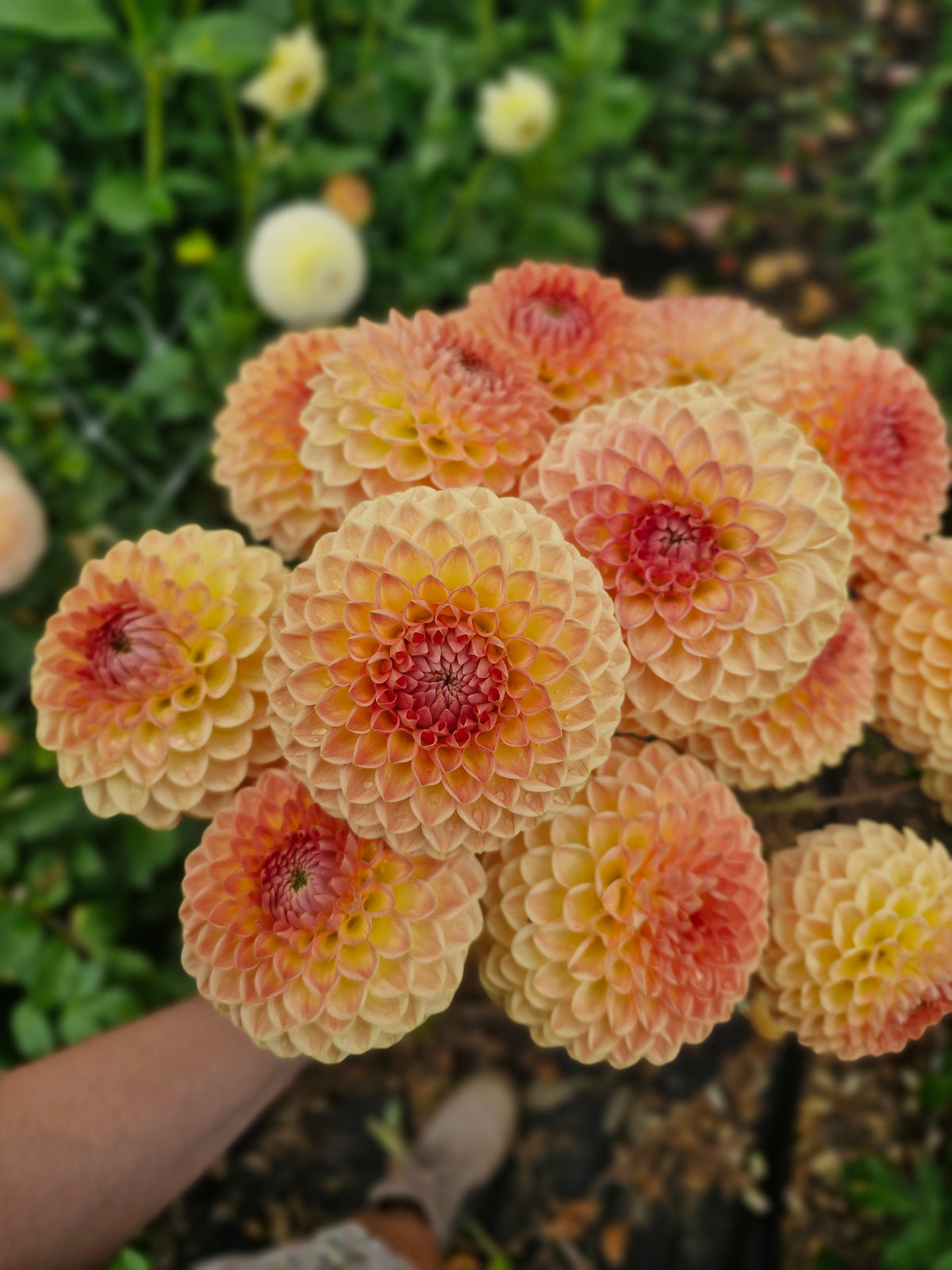 Blyton Softer Gleam Dahlia