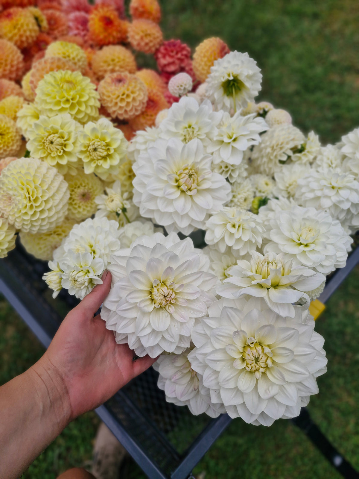 Fleurel Dahlia