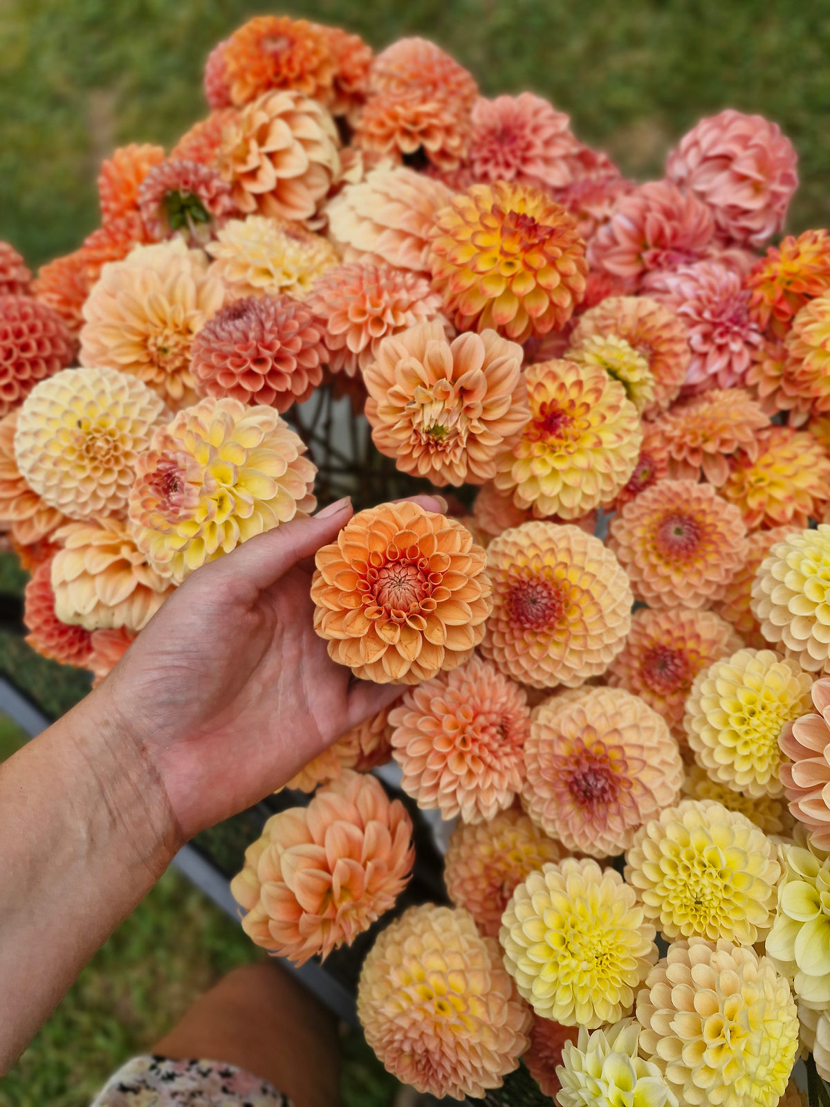 Maarn Dahlia