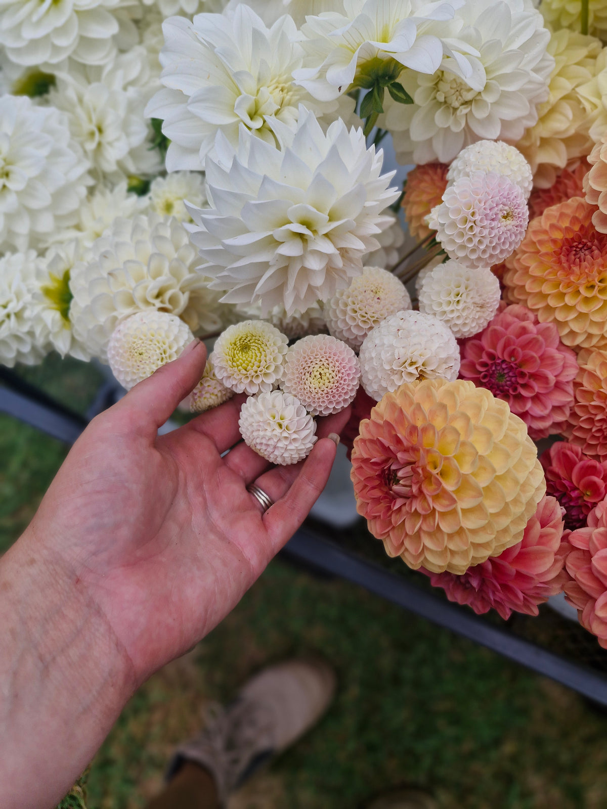 Small World Dahlia